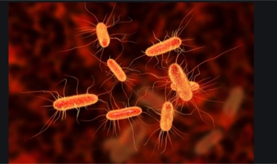 E. coli