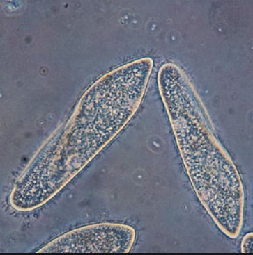 Paramecium