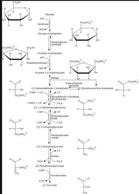 Glycolysis