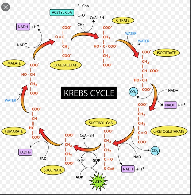 Krebs cycle