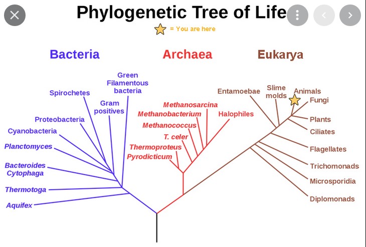 Phylogenetic tree