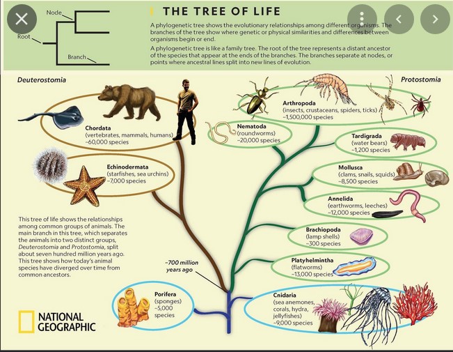 Phylogenetic tree Animals