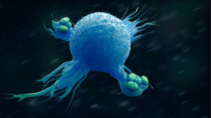 Macrophage