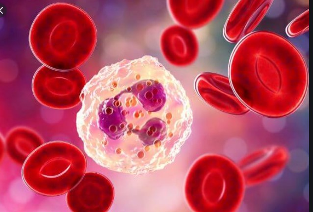 Neutrophil