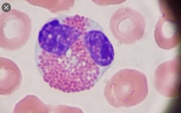 Eosinophil