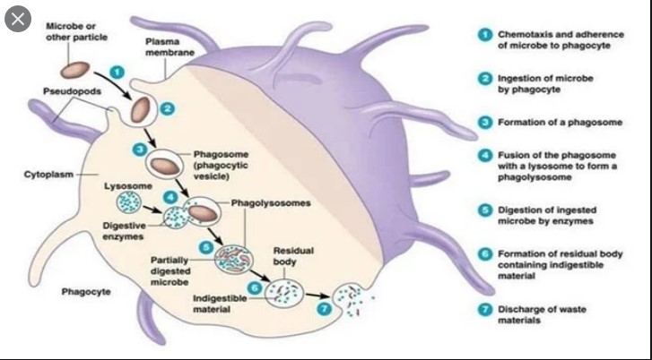 Phagocytosis