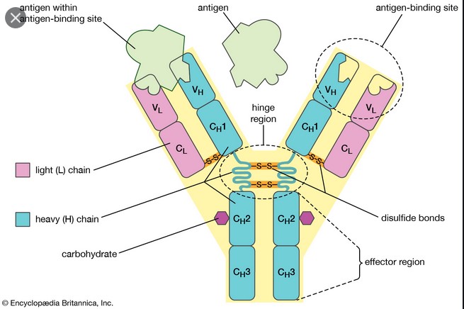 Antibody diagram
