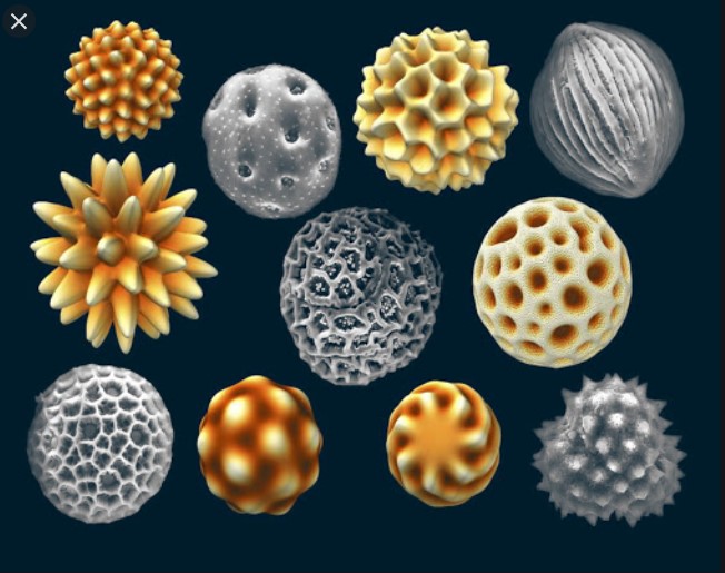 Pollen grains