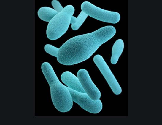 Clostridium botulinum