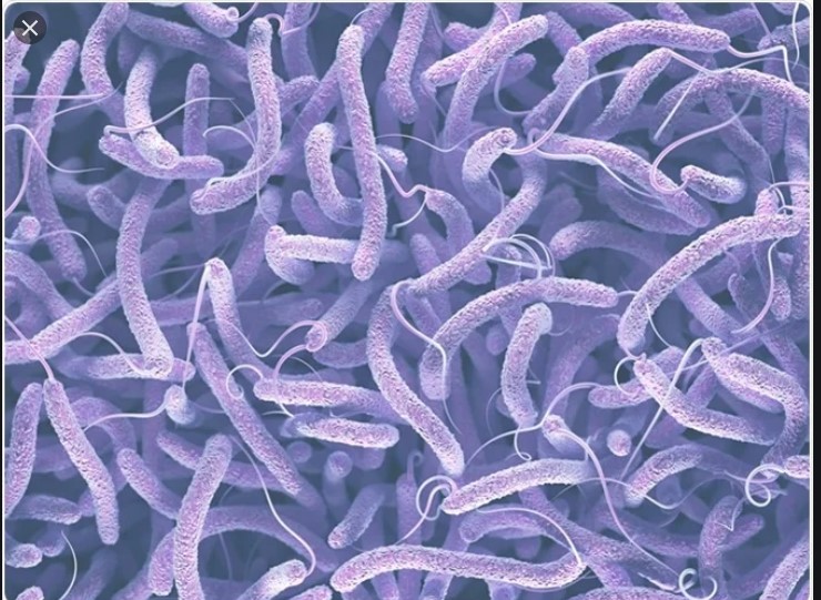 Vibrio cholerae