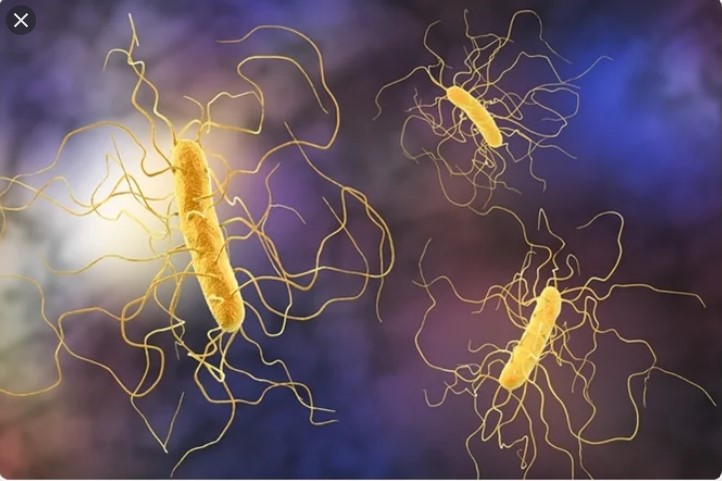 Clostridium difficile