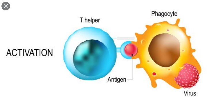 Helper T cell