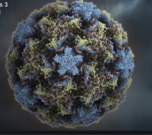 Rhinovirus   PHOTO
