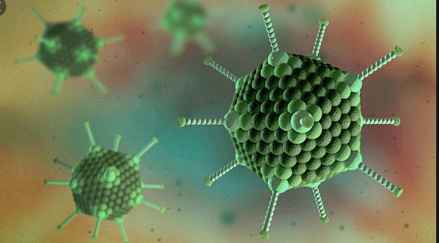 Adenovirus   PHOTO