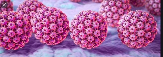 Human Papillomavirus (HPV)   PHOTO