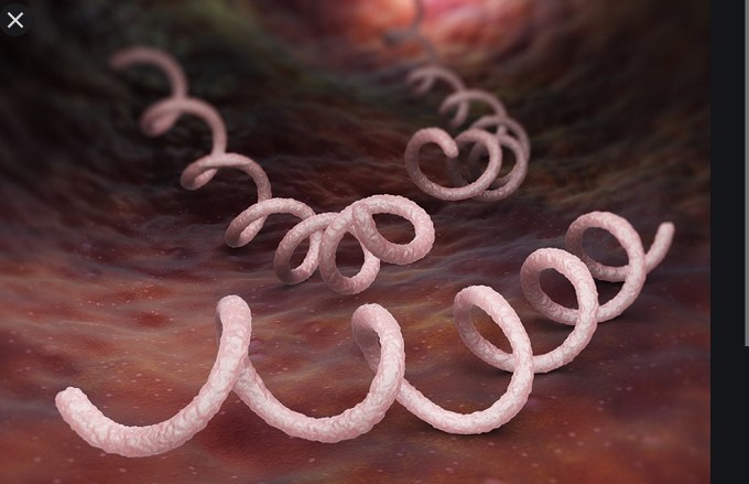 Treponema pallidum   PHOTO