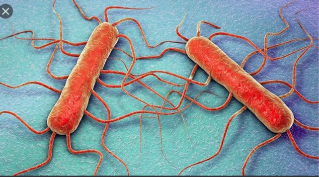 Listeria   PHOTO